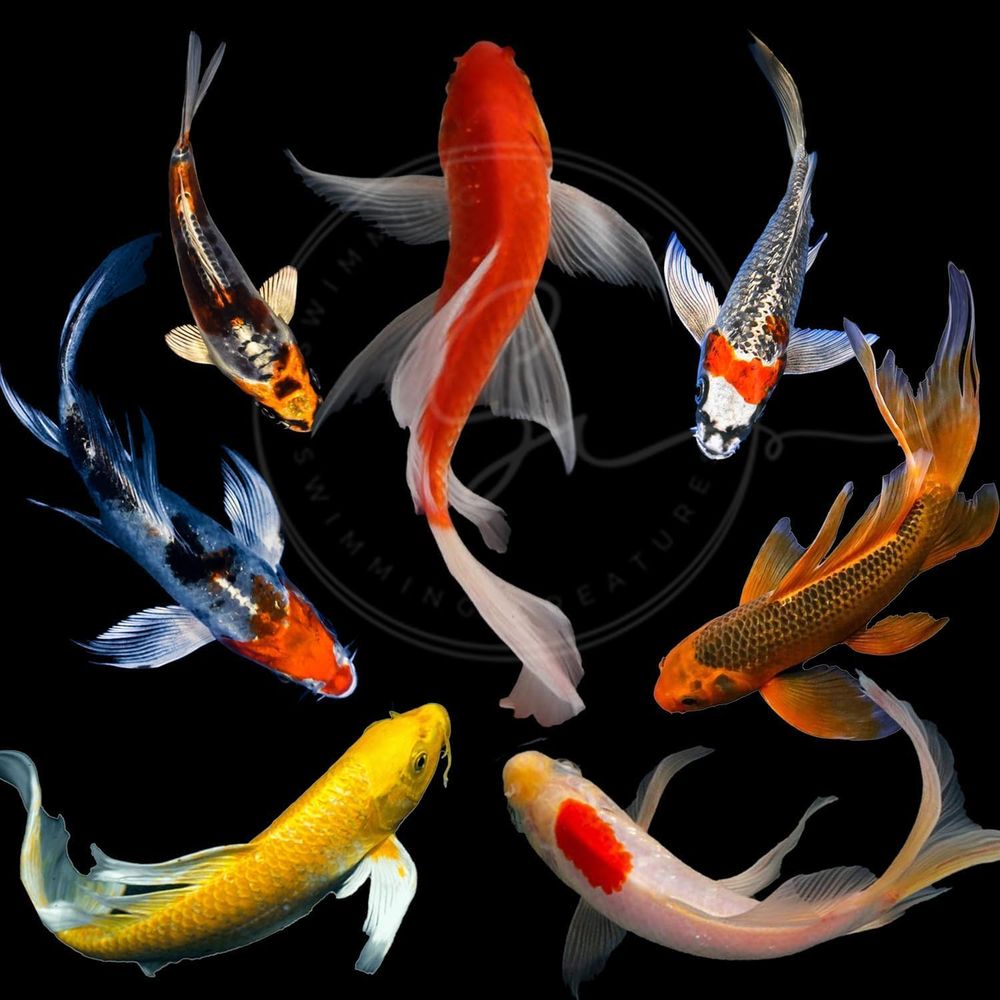 Live Fish Aquarium - Lebende Koi-Fische in verschiedenen Farben für