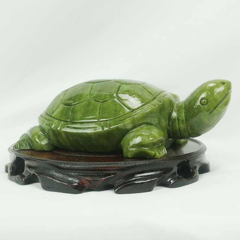 Natürliche Jade/Schildkröte Sk – Aquarium Fish For Sale Online Bewertung und Preis
