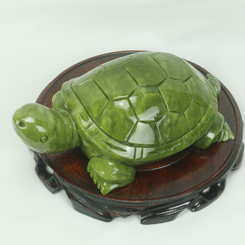 Natürliche Jade/Schildkröte Sk – Aquarium Fish For Sale Online Bewertung und Preis