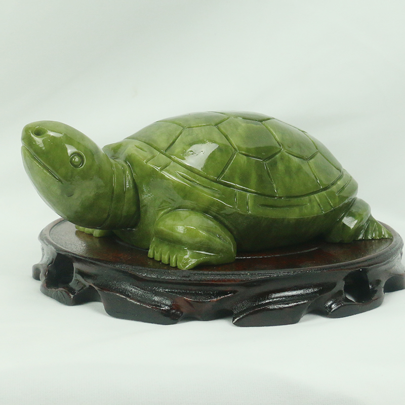 Natürliche Jade/Schildkröte Sk – Aquarium Fish For Sale Online Bewertung und Preis