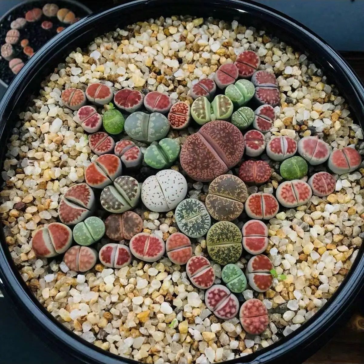 1pc-250g Natürliche Kristalle  – Aquarium Fish For Sale Online Bewertung und Preis