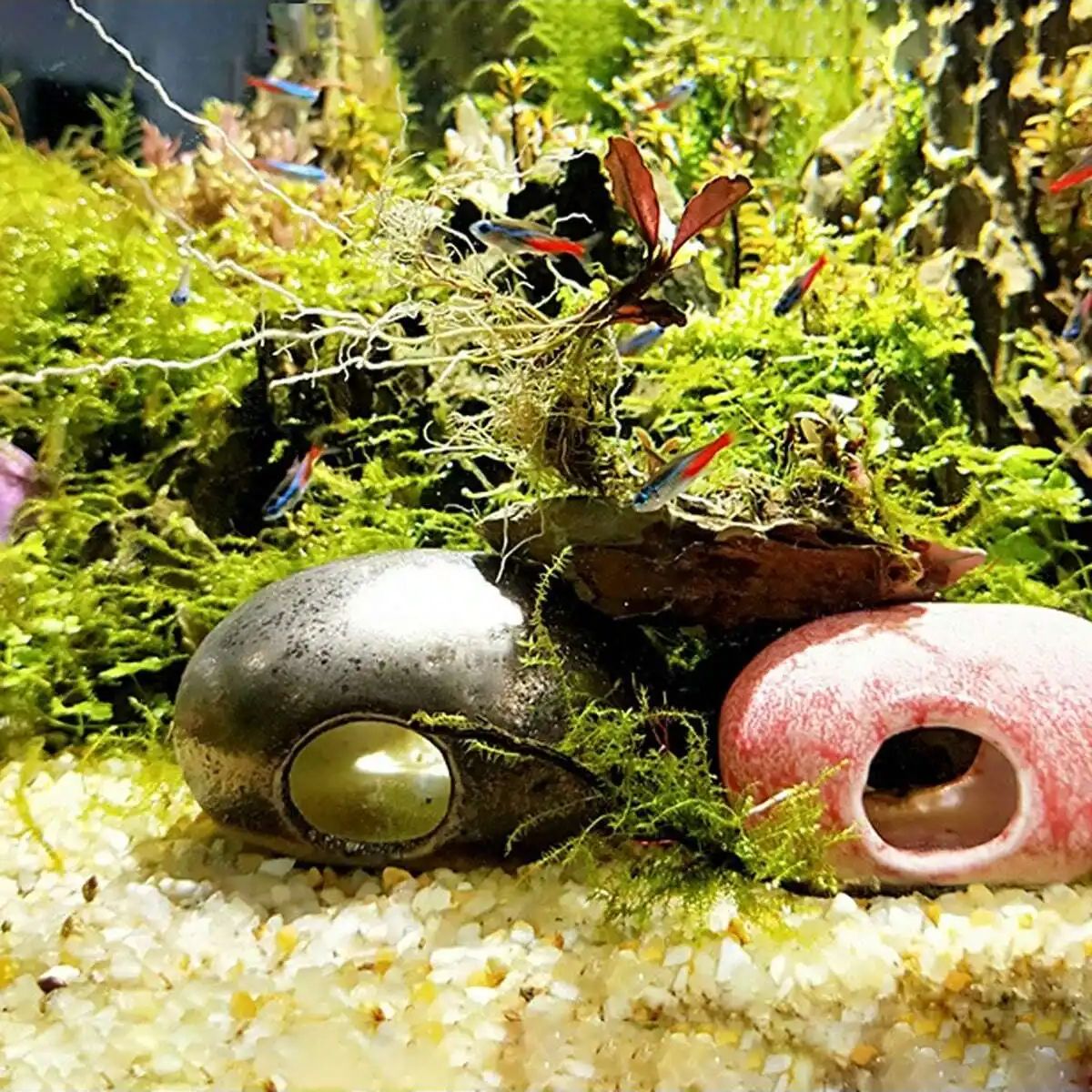 1pc-250g Natürliche Kristalle  – Aquarium Fish For Sale Online Bewertung und Preis