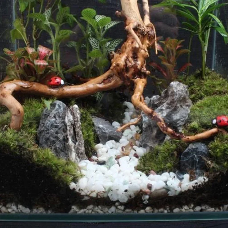 Natürlicher Baumstamm Treibhol – Aquarium Fish For Sale Online Bewertung und Preis