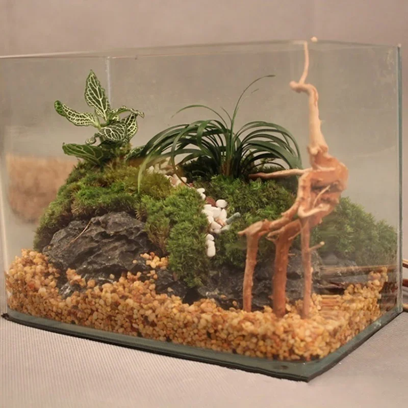 Natürlicher Baumstamm Treibhol – Aquarium Fish For Sale Online Bewertung und Preis