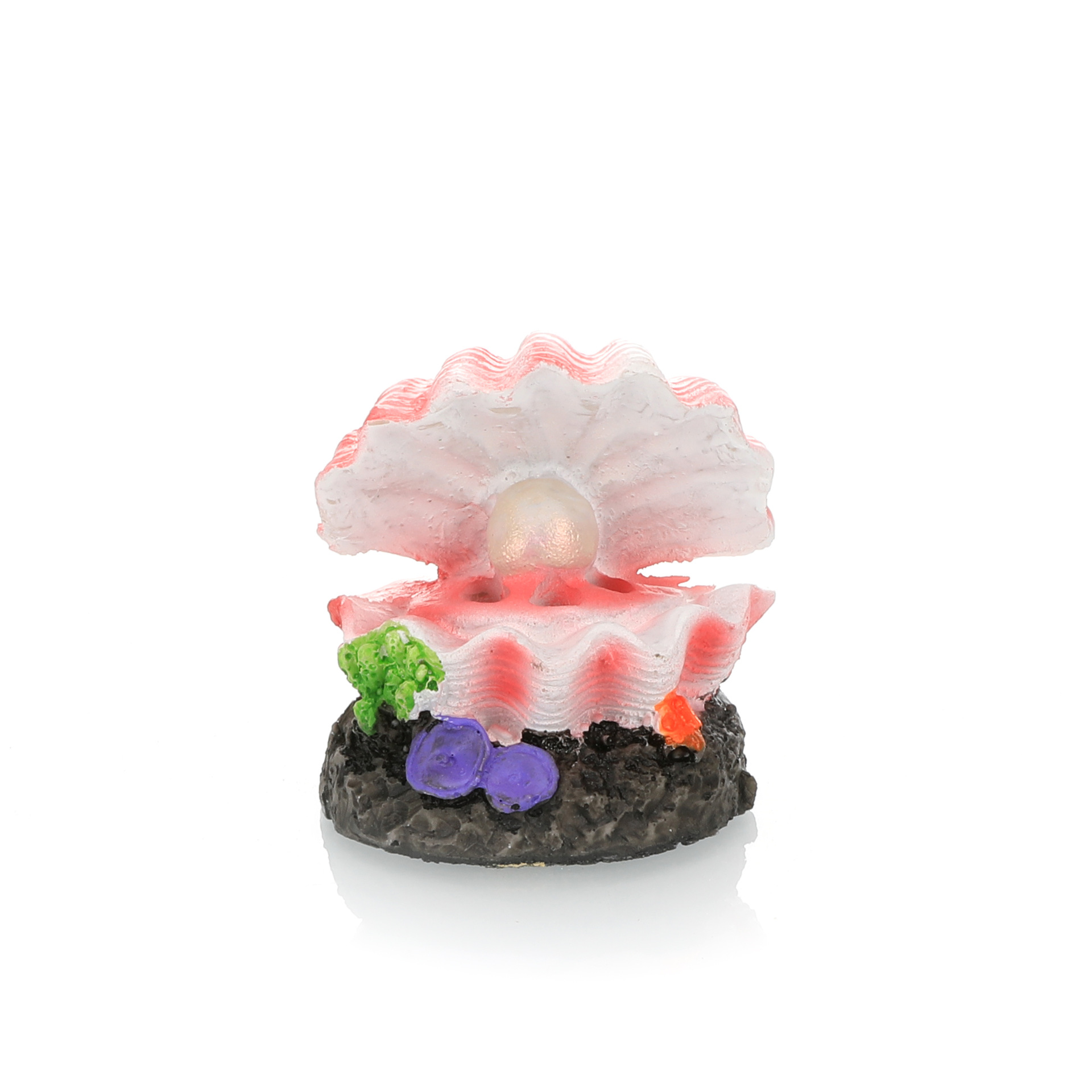 Aquarium Landschaftsbau Simula – Aquarium Fish For Sale Online Bewertung und Preis
