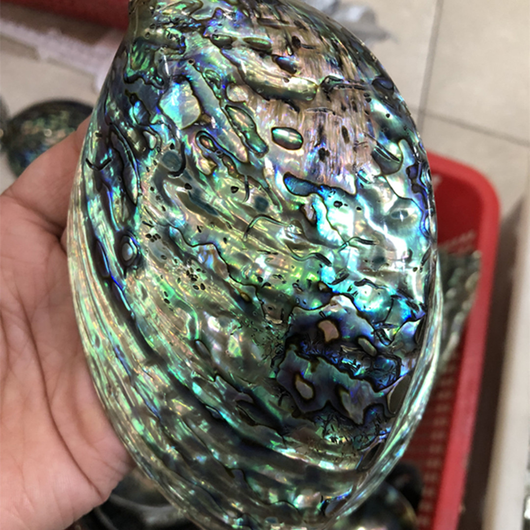 1 pc Neuseeland natürliche pol – Aquarium Fish New Zealand Bewertung und Preis