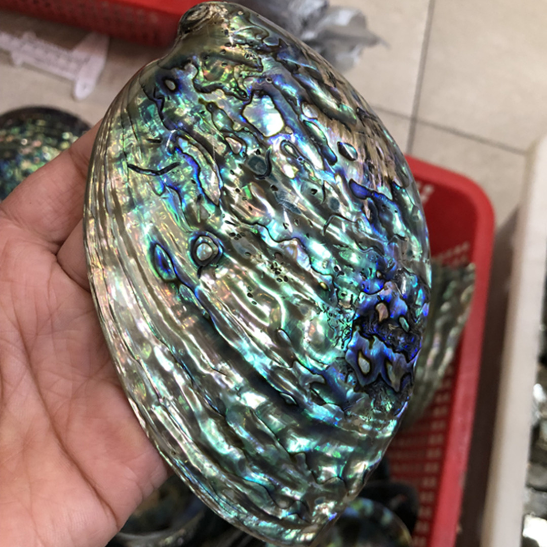 1 pc Neuseeland natürliche pol – Aquarium Fish New Zealand Bewertung und Preis