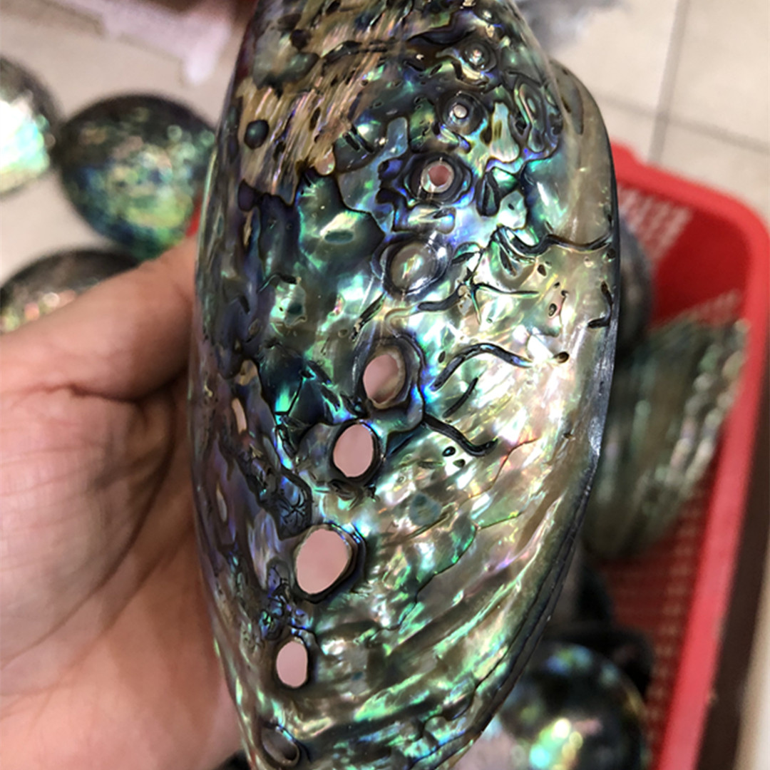 1 pc Neuseeland natürliche pol – Aquarium Fish New Zealand Bewertung und Preis