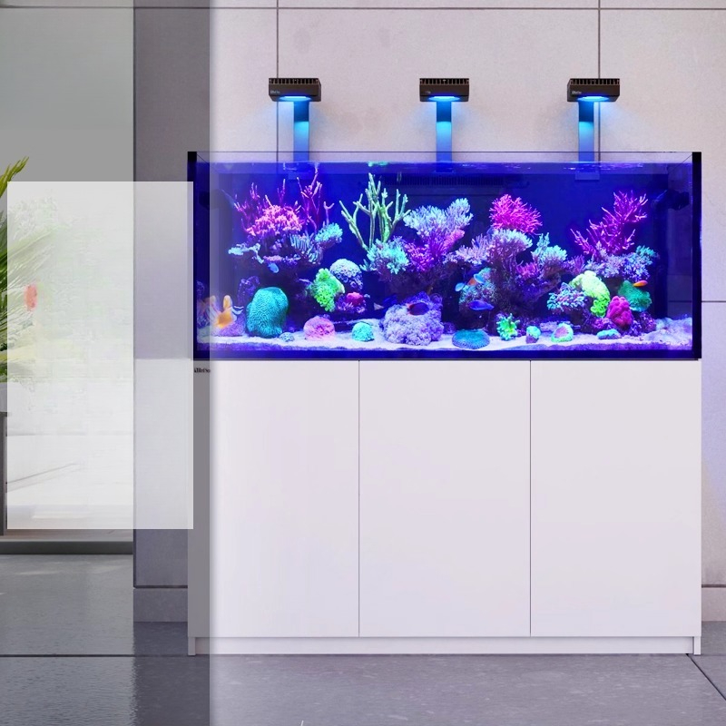 2026 Heiß begehrter Großhandel – Aquarium Fish And Price Bewertung und Preis