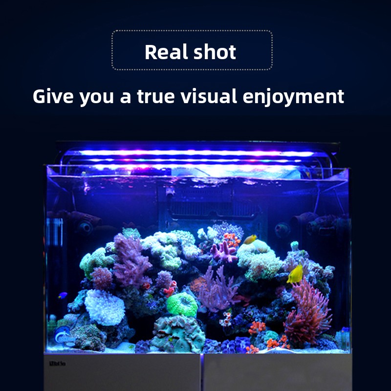 2026 Heiß begehrter Großhandel – Aquarium Fish And Price Bewertung und Preis