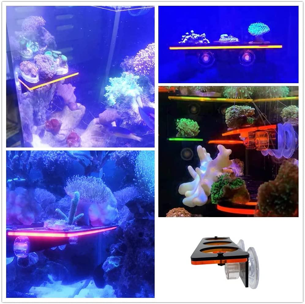 Fluoreszierende Korallen Frag  – Aquarium Fish For Sale Online Bewertung und Preis
